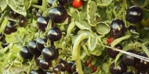 Crni grozd paradajza f1: recenzije + fotografije